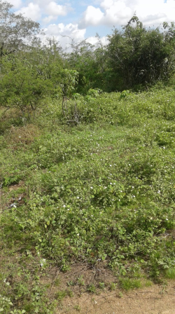 Vendo um terreno em Teofilândia